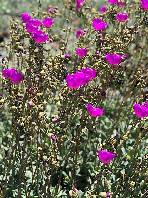 Calandrinia Spectabilis Native Sons Wholesale Nursery