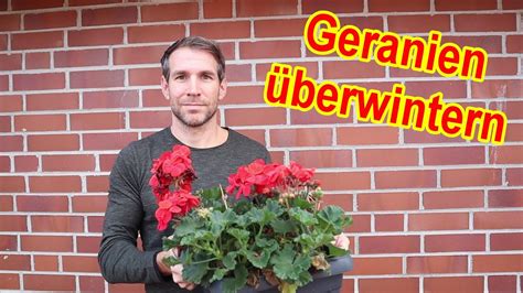 Geranien Berwintern Im Topf Tipps Anleitung Geranien Berwinterung