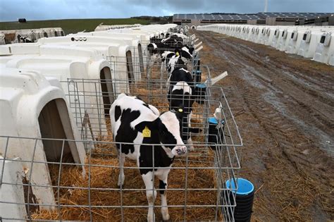 New Investigation Warns Of Factory Farmings Silent Takeover In UK Dairy