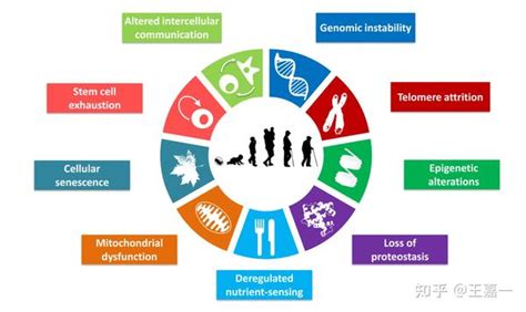 抗衰老成为一种可能 知乎