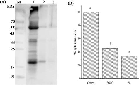 Changes In Ige Binding Capacity Of Spi After Conjugation With Egcg And