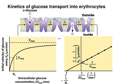 PPT Membranes And Transport Lehninger Chapter 11 PowerPoint