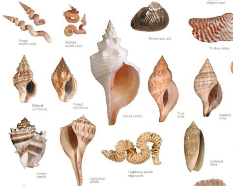 57 best Seashell identification (around the world) images on Pinterest | Seashells, Conch shells ...