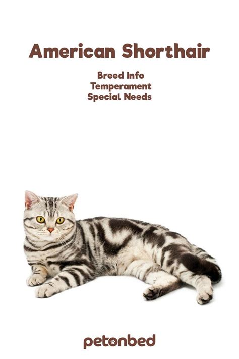 American Shorthair Cat Breed Facts Temperament And Care Info