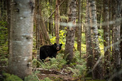 Maryland Hunters Double Up on Black Bears | Grand View Outdoors