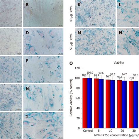 Immunophenotypic Characterization Of Human Bone Marrow Mesenchymal Stem Download Scientific