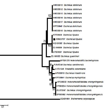 Phylogenetic Relationships Of Oscheius Tipulae And Other Closely