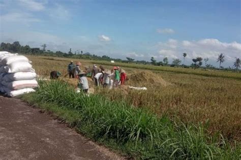 Wereng Serang Padi Di Ponorogo Petani Diminta Tanam Refugia