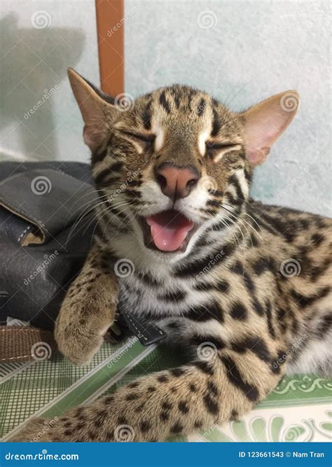 Smile Of Cat Stock Image Image Of Leopard Funny Smile 123661543