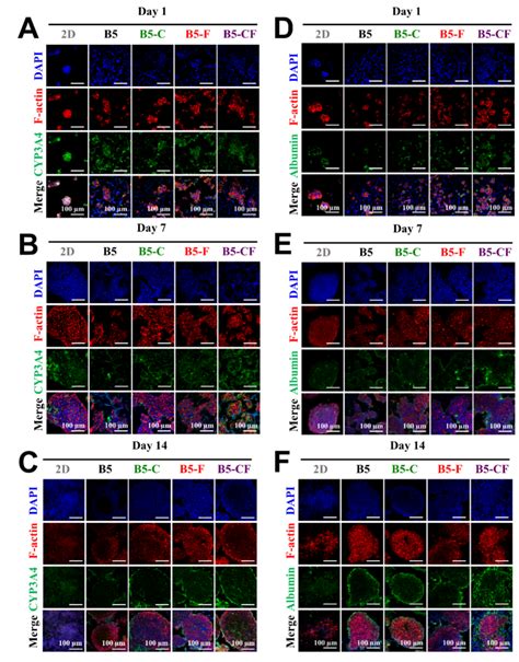 Evaluation Of Liver Specific Functions Of Hepg2 Cell Constructs In 3d