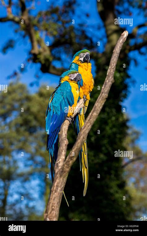 Blue And Gold Macaw Stock Photo Alamy