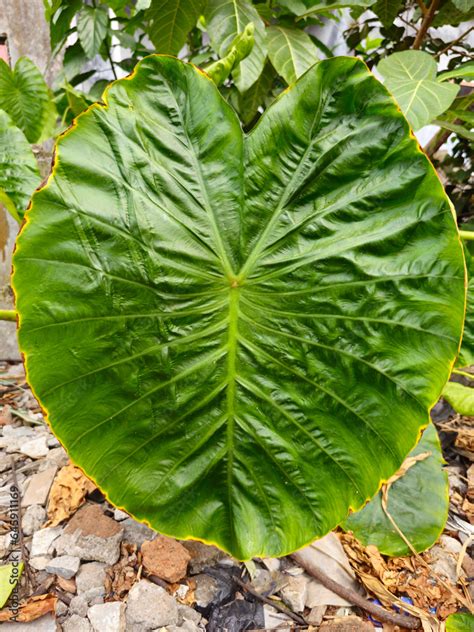 Beautiful Heart Shaped Of Alocasia Macrorrhiza Variegata Commonly