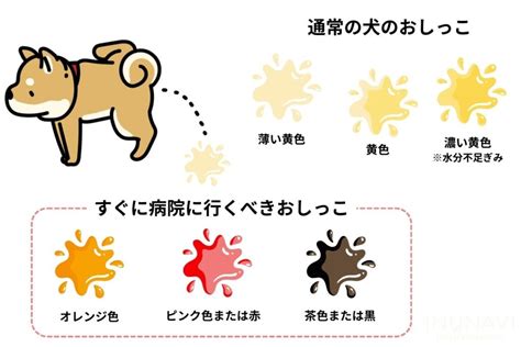 ＜犬の血尿＞愛犬のおしっこが赤い？血尿？原因や考えられる病気を解説【獣医師監修】 Inunavi（いぬなび）