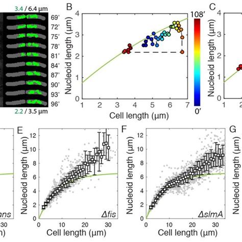 Cell Size Dependent Chromosome Sizing Under Extrinsic And Intrinsic