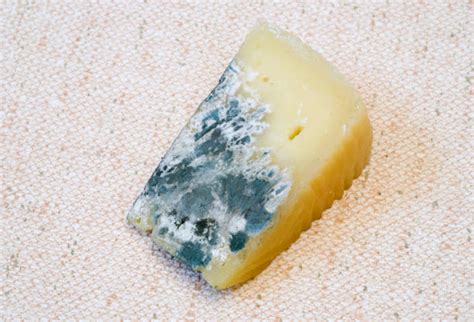 Moldy Cheese Stock Photos Pictures And Royalty Free Images Istock