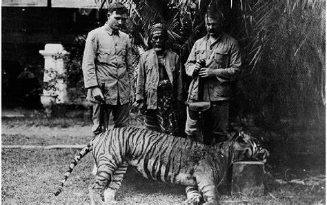 The Balinese Tiger pronounced extinct