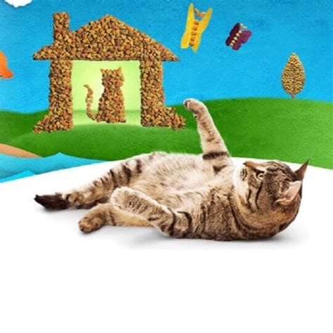 Cat Feeding Guide How Much Should I Feed My Cat Purina