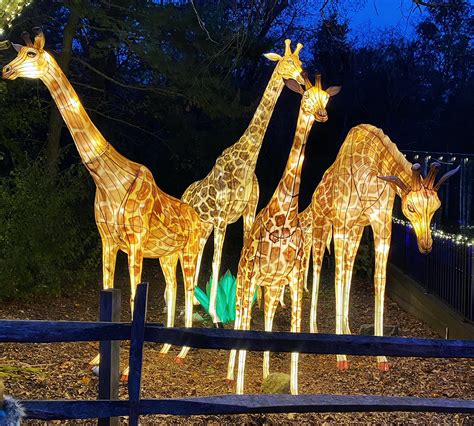 ZooLights at Stone Zoo Shines Bright | The North Shore Moms