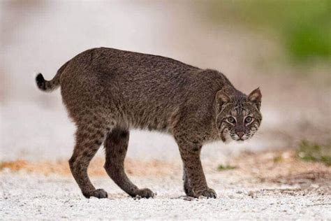 Bobcat Identification What Do Bobcats Look Like