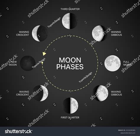 Moon Phases Chart Vector Illustration Moon Stock Vector (Royalty Free ...