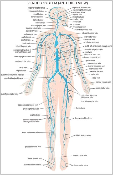 Human Body Nervous System Diagram Image Anatomy System Human Body