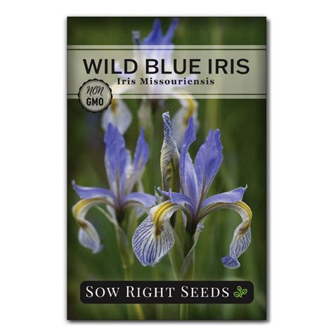 Wild Blue Iris Seeds for Planting | Stunning Perennial Blooms – Sow ...