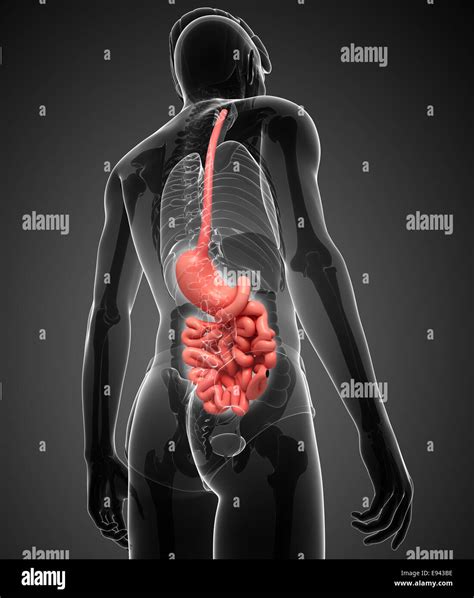 Illustration Of Male Small Intestine Anatomy Stock Photo Alamy