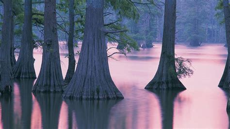 cypress trees illinois wallpaper nature  landscape wallpaper
