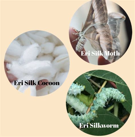 Eri Silk Extra Ordinary Function From Mother Nature