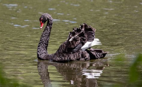 Cisne Negro Pájaro Aves Foto Gratis En Pixabay Pixabay