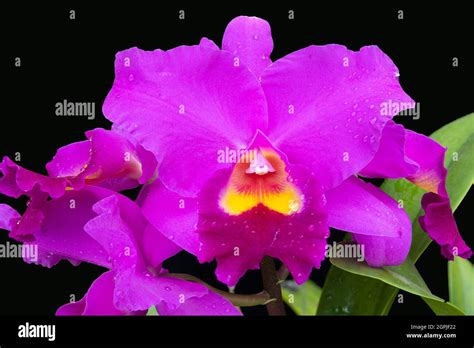 Laelia Cattleya Hi Res Stock Photography And Images Alamy