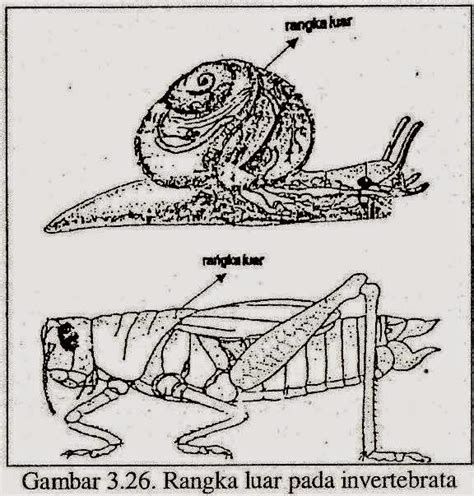 Rangka Hewan Vertebrata 53 Koleksi Gambar