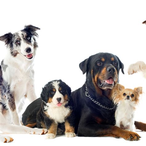 The Top 5 Most Popular Dog Breeds | ParaMount Pet Care