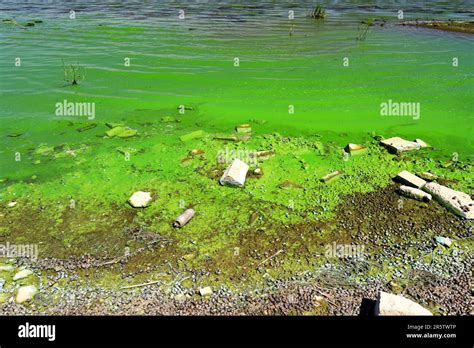 Water Pollution By Blooming Blue Green Algae Is World Environmental