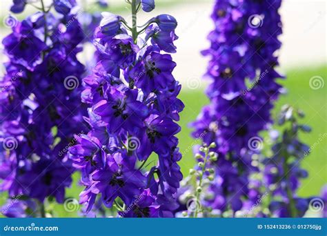 Deep Blue Flower Spiked Delphinium Perennial Bright Beauty Stock Photo