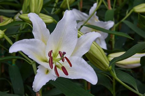 Lily Flowers Bloom In The Garden Stock Image Image Of Nature Leaf