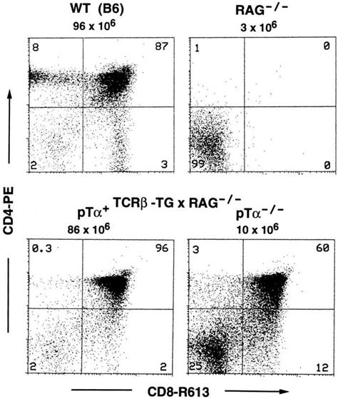 Expression Of Tcr Transgenes In Rag Deficient Mice In The Absence