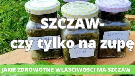 Szczaw roślina o wielu zdrowotnych właściwościach Robimy zapasy na