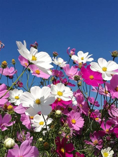 Pin Van Misha Alexis Op Fleurs Cosmos Cosmos Flowers Bloeiende