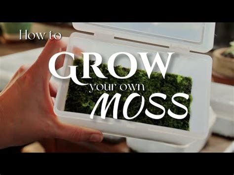 How To Find Grow Your Own Moss YouTube