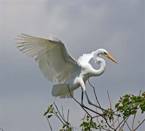 Pictures And Information On Great Egret