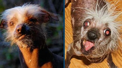 Download Little Ugly Dogs Bald