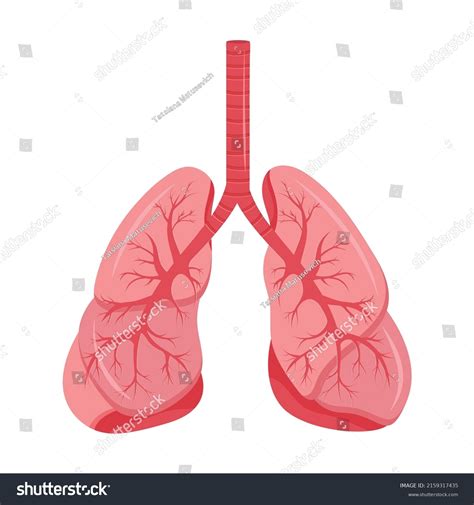 Diagram Human Lungs Trachea Respiratory System Stock Vector Royalty