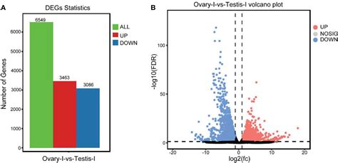 Frontiers Comparative Transcriptome Analysis Of The Differentiating