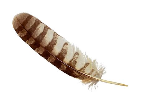 Barred Owl Feather
