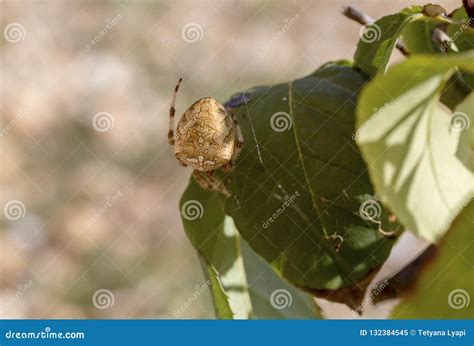 O Diadematus Do Araneus Da Aranha Teias De Aranha Imagem De Stock