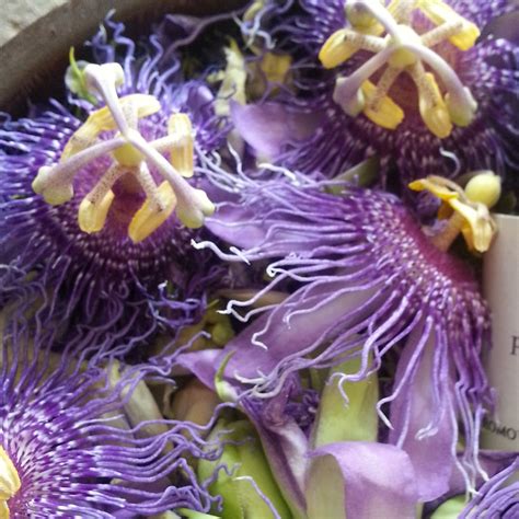 Passionflower Passiflora Incarnata Loose Leaf Wildcrafted Sedative Herb Diy Self Care Bulk Herbs