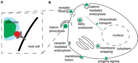 Schematic Overview Of Host Pathogen Interactions A Simplistic