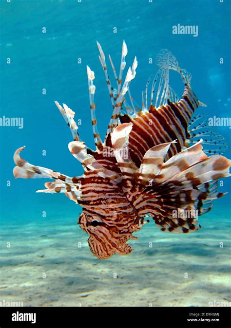 Lionfish Hi Res Stock Photography And Images Alamy