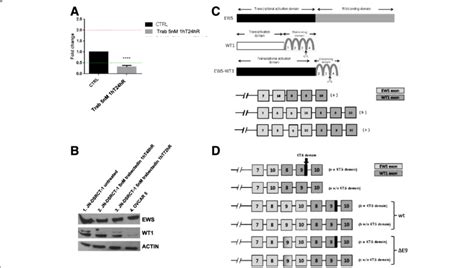 Ews Wt1 Transcript Heterogeneity In Jn Dsrct 1 Cell Line A Mrna Levels